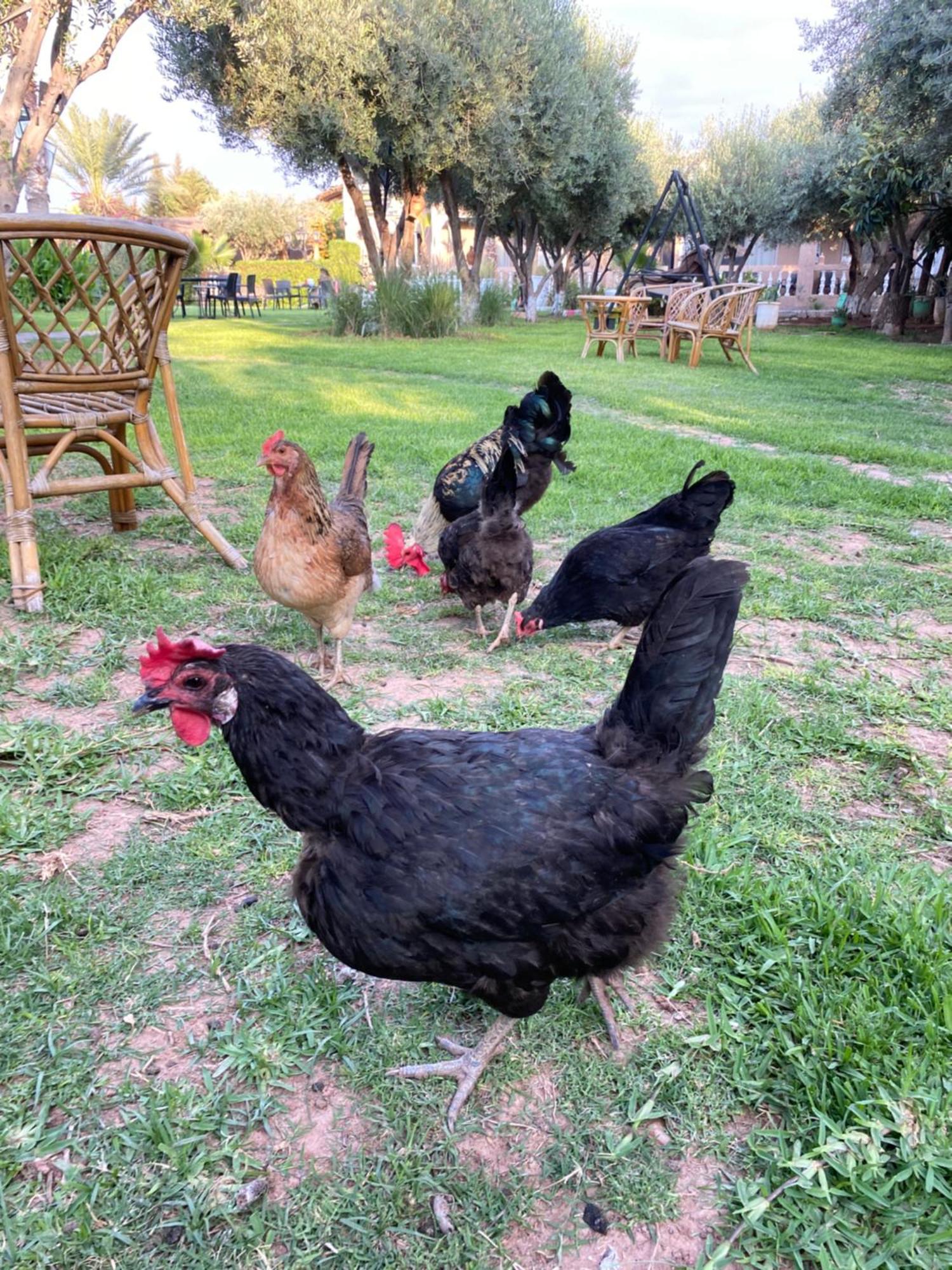 Villa Ayche Tameslouht Εξωτερικό φωτογραφία